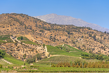 Vineyards with The Andes mountains on horizon, El Principal winery, Pirque, Maipo Valley, Cordillera Province, Santiago Metropolitan Region, Chile, South America