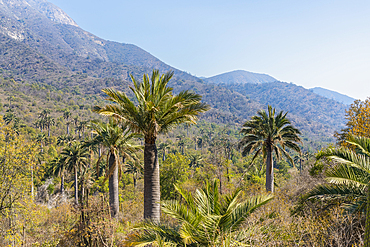 Chilean palm tree against Cerro La Campana at Sector Palmas de Ocoa, La Campana National Park, Cordillera De La Costa, Quillota Province, Valparaiso Region, Chile, South America