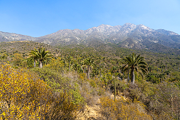 Chilean palm trees against Cerro La Campana at Sector Palmas de Ocoa, La Campana National Park, Cordillera De La Costa, Quillota Province, Valparaiso Region, Chile, South America