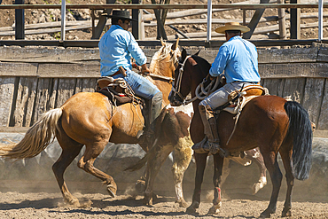 Chilean cowboys (huaso) training rodeo at stadium, Colina, Chacabuco Province, Santiago Metropolitan Region, Chile, South America