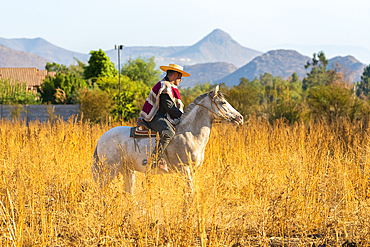 Huaso riding horse in field, Colina, Chacabuco Province, Santiago Metropolitan Region, Chile, South America