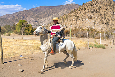 Huaso riding horse at ranch on sunny day, Colina, Chacabuco Province, Santiago Metropolitan Region, Chile, South America