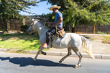 Huaso riding horse on street on sunny day, Colina, Chacabuco Province, Santiago Metropolitan Region, Chile, South America