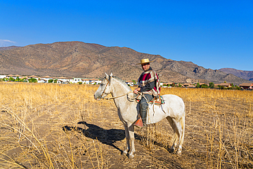 Traditionally dressed huaso riding horse on field, Colina, Chacabuco Province, Santiago Metropolitan Region, Chile, South America