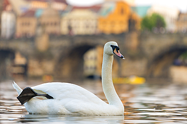 Swan with Charles Bridge in background, Prague, Czech Republic (Czechia), Europe