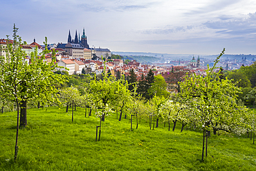 Prague Castle and Patrin Gardens in spring, Prague, Bohemia, Czech Republic (Czechia), Europe