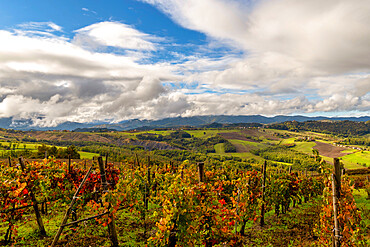 Expanse of vineyards in the autumn season, Oltre Po Pavese, Lombardy, Italy, Europe