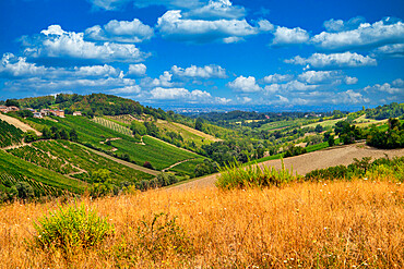 Hills and vineyards in the summer season, Bobbio, Piacenza district, Emilia Romagna, Italy, Europe