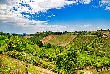 Hills and vineyards in the Vigoleno area, Piacenza district, Emilia Romagna, Italy, Europe