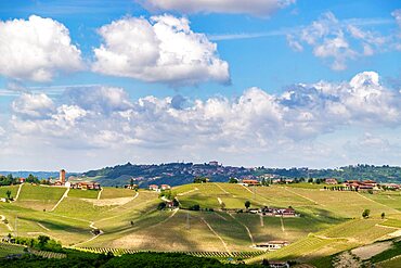 Vineyards among hills, Langhe, Piedmont, Neive, Italy