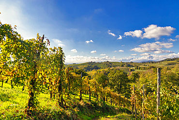 Hills and vineyards around the town of Gattinara, Vercelli district, Piedmont, Italy, Europe