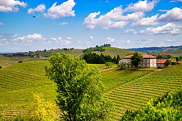 Vineyards among hills, Langhe, Piedmont, Neive, Italy