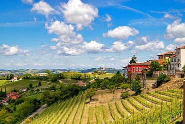 Vineyards among hills, Langhe, Piedmont, Neive, Italy