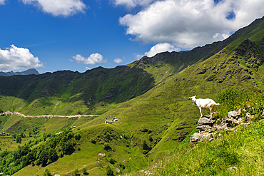 The bucolic landscape of Val Mastellone in summer, Rimella, Valsesia, Vercelli district, Piedmont, Italy, Europe