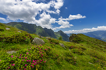 The bucolic landscape of Val Mastellone in summer, Rimella, Valsesia, Vercelli district, Piedmont, Italy, Europe