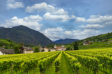 Vineyard around Neustift convent, in summer. Neustift Convent, Brixen, South Tyrol, Italy, Europe