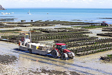 Oyster farm, Cancale, Ille-et-Vilaine, Brittany, France, Europe