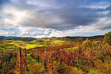 Hills and vineyards of Oltre Po Pavese in autumn season, Northern Apennines, Pavia, Lombardy, Italy, Europe