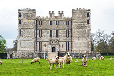 Sheep roaming the green meadows in front of Lulworth Castle, Jurassic Coast, Dorset, England, United Kingdom, Europe