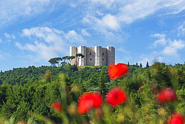 Castel del Monte, UNESCO World Heritage Site, among poppies on a sunny day, view from below, Apulia, Italy, Europe