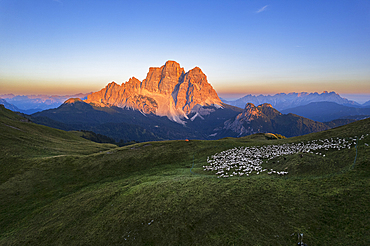 Aerial view of the Conca di Mondeval with a herd of sheep grazing, and the massif of Pelmo mountain lit by the sunset, Giau Pass, Belluno Dolomites, Veneto region, Italy, Europe