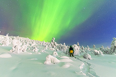 Rear view of a man in the snowy frozen forest watching at the Northern Lights (Aurora Borealis) colouring the sky, Pallas-Yllastunturi National Park, Finnish Lapland, Finland, Europe