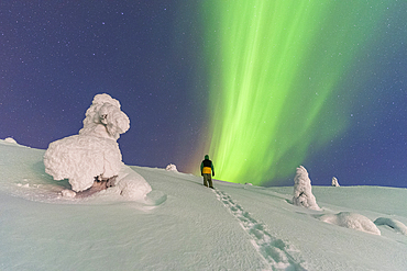 Night view of a man climbing a hill with trees covered with snow and ice, admiring the green of the Northern Lights (Aurora Borealis), Tjautjas, Gallivare municipality, Norrbotten county, Swedish Lapland, Sweden, Scandinavia, Europe