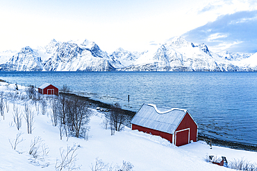 Elevated view of typical red rorbu on the shore of the fjord surrounded by snowy peaks in morning, Djupvik, Olderdalen, Lyngen fjord, Lyngen Alps, Troms og Finnmark, Norway, Scandinavia, Europe