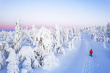 Aerial winter view of a hiker walking the snowy hill with trees covered with snow and ice at dusk, Mustavaara, Pallas-Yllastunturi National Park, Muonio, Finnish Lapland, Finland, Scandinavia, Europe