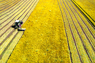 Drone shot of tractor with mower mowing grasses on agricultural field during a summer day, Italy, Europe