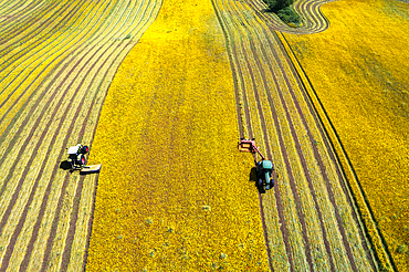 Bird's eye view of two combined tractors mowing a yellow meadow in two different rows, Italy, Europe