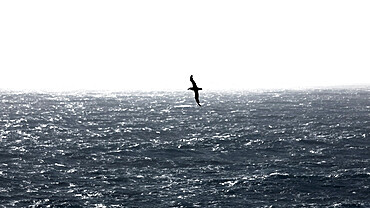 Albatross gliding over the Drake Passage. Southern Ocean below South America. Antarctica