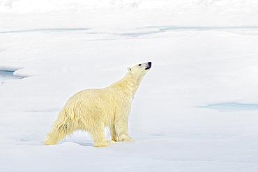 Reaching out, Polar bear on the Arctic ice shelf, Svalbard and Jan Mayen, Norway, Europe