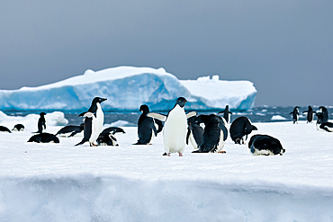 Adelie penguins on ice with dark skies, Antarctica, Polar Regions