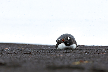 Gentoo penguin lying down in sleet, Antarctica, Polar Regions