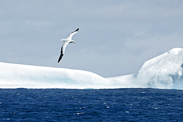 Snowy Albatross flying over icebergs, Antarctica, Polar Regions