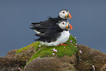 Atlantic puffins standing together, United Kingdom, Europe