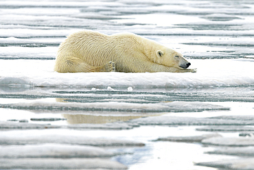 Polar bear laying on ice, Svalbard and Jan Mayen, Norway, Polar Regions