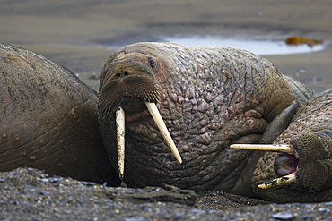 Walrus lying down on a rainy day, Svalbard and Jan Mayen, Norway, Polar Regions