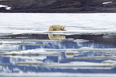 Polar bear on ice looking at camera, Svalbard and Jan Mayen, Norway, Polar Regions