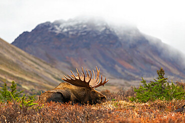 Resting moose, Chugach State Park, Anchorage, Alaska