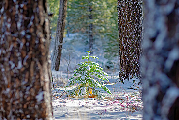 Snow covered conifer tree, Truckee, Lake Tahoe, California, USA