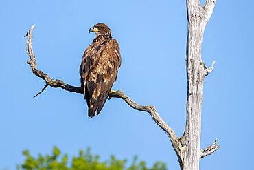 Immature Bald Eagle