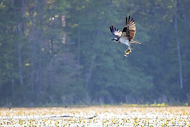 Osprey with Fish