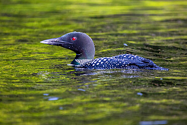 Common Loon