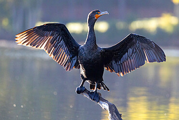 Double-crested Cormorant