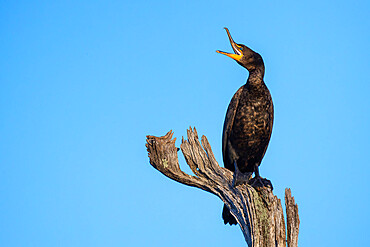 Double-crested Cormorant