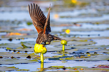 Red-winged Blackbird