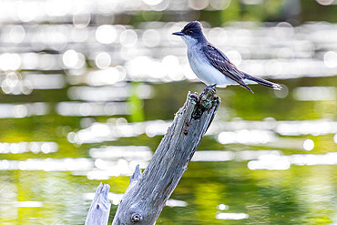 Eastern Kingbird