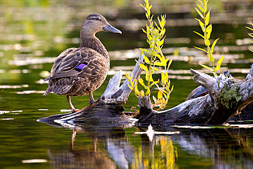 American Black Duck